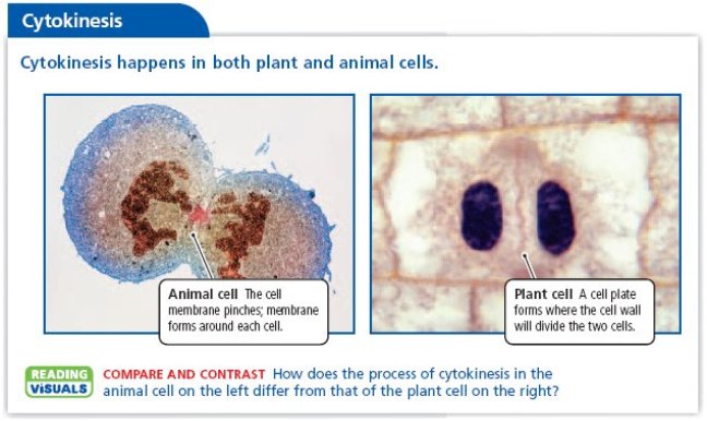 Division of cytoplasm