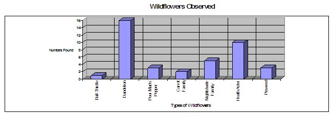 Bar Graph